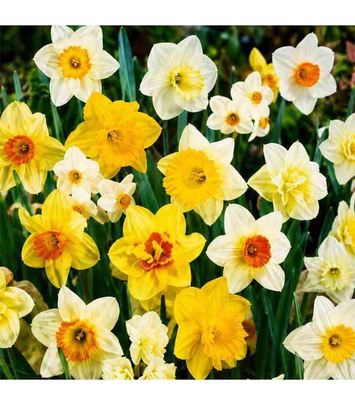 Narcisses en mélange Sgaravatti 25 bulbes, différentes formes et couleurs pour une floraison printanière variée - NAR80 - Image 1