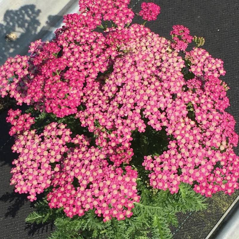 Achillée millefeuille Milly Rock™ Rose à fleurs Rose - feuillage Caduc - Pot de 3L - 20/40 cm-  hauteur à maturité De 0,50 m à 1,00 m
