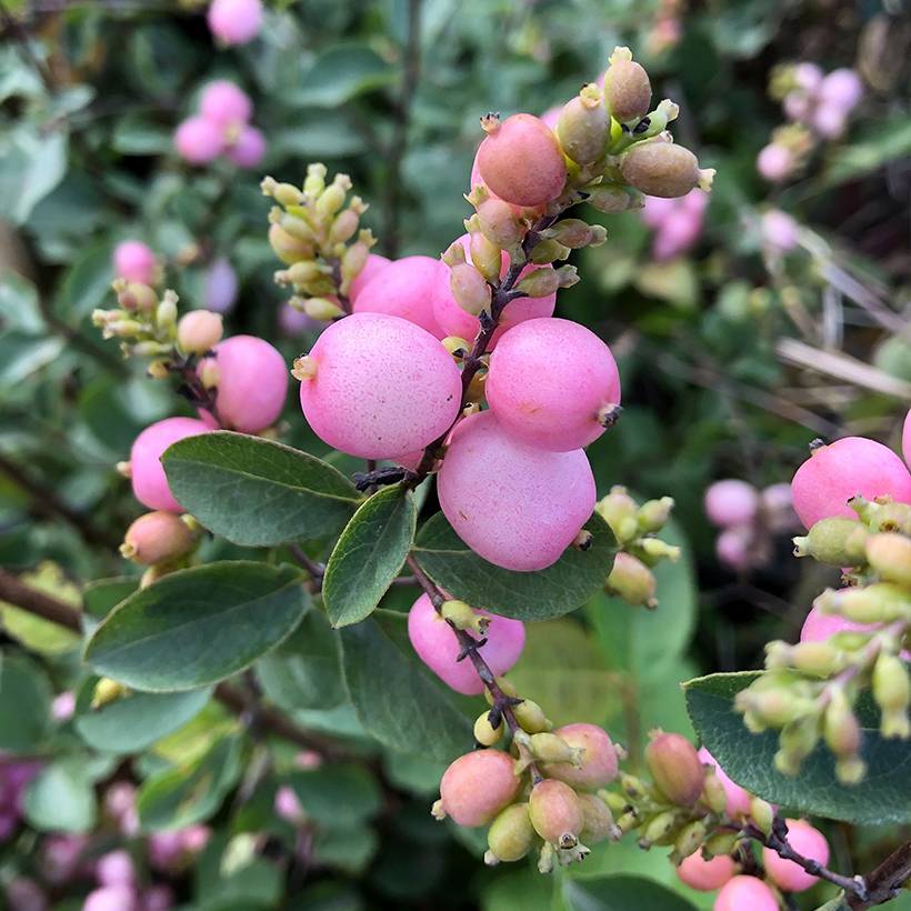 Promesse de Fleurs - Symphorine - Symphoricarpos doorenbosii Amethyst Pot de 2L/3L - Image 1