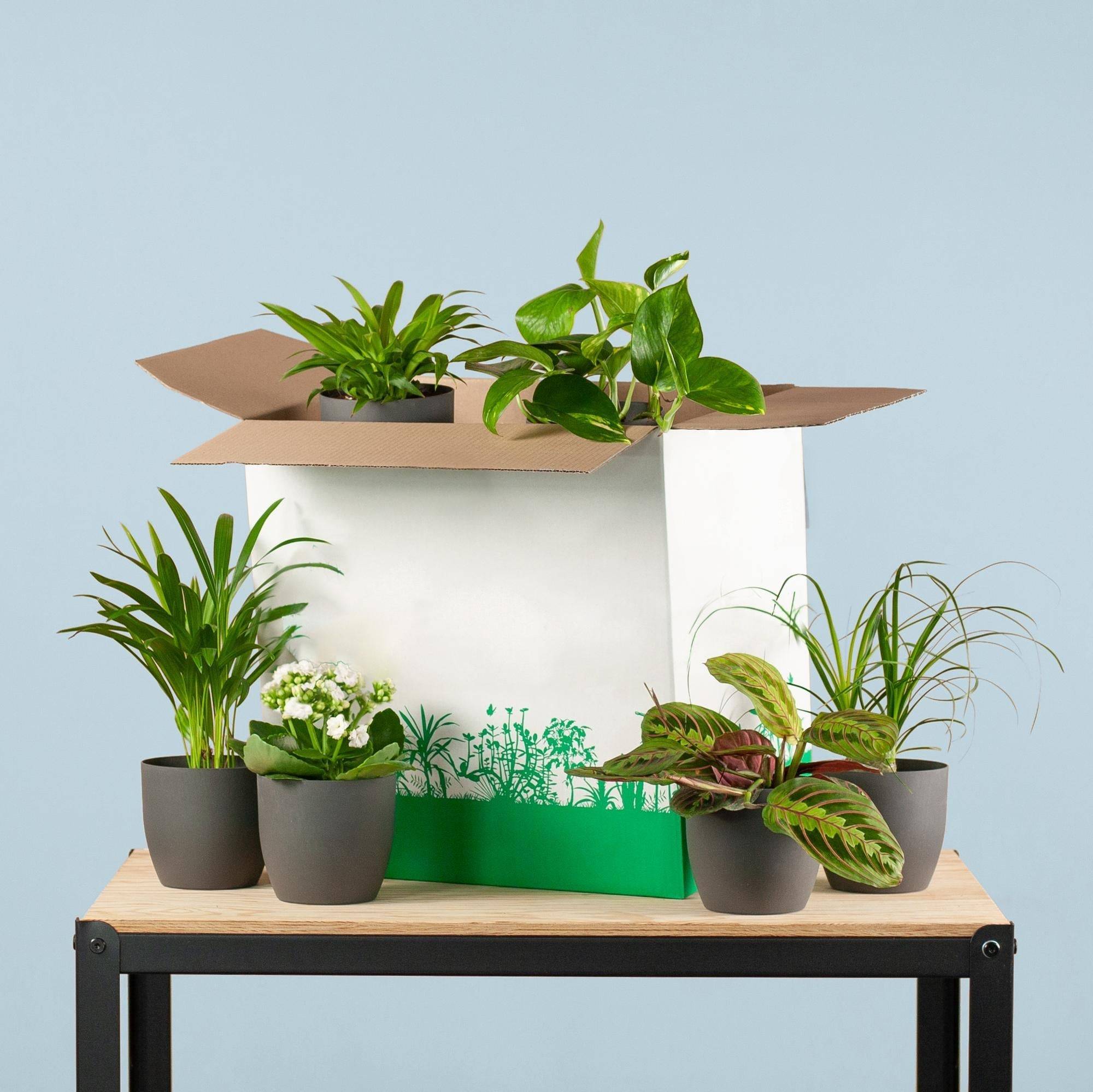La Green Touch - Coffret - Image 5