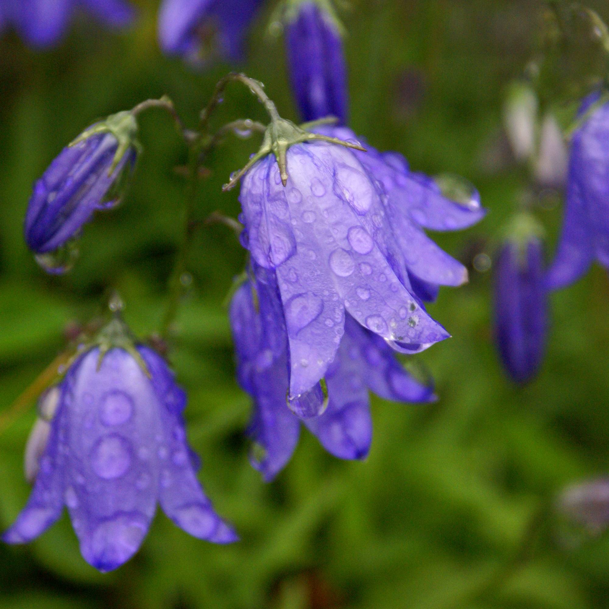 Promesse de Fleurs - Campanula rotundifolia - Campanule à feuilles rondes Godet de 8/9 cm