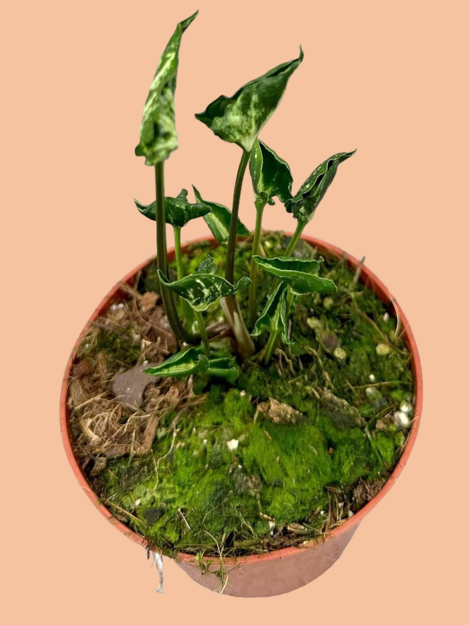Syngonium Godzilla- La Green Touch