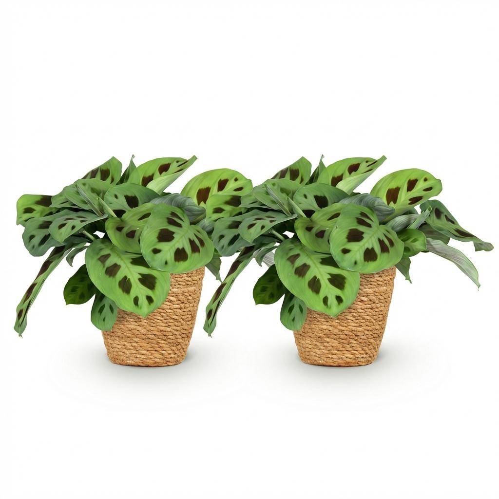 Maranta Fascinator Kerchoveana - Pet-friendly - Pot de 12cm - Hauteur 25cm - 2 plantes - Panier - Plantes d'intérieur - Image 2