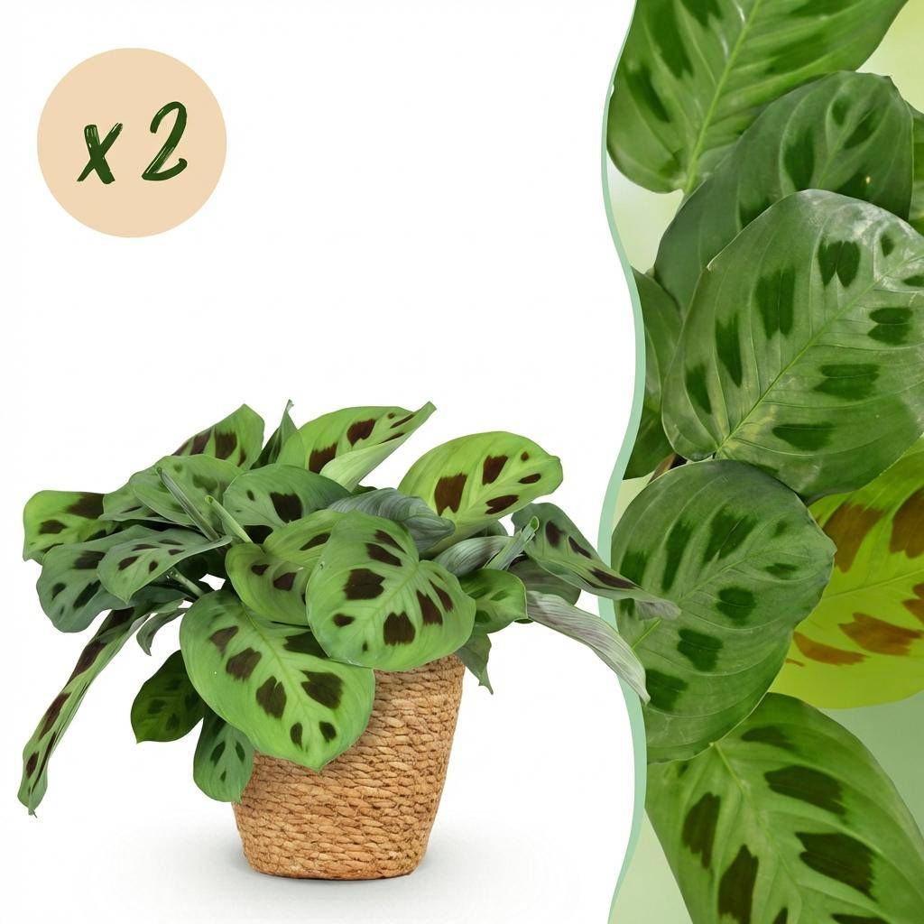 Maranta Fascinator Kerchoveana - Pet-friendly - Pot de 12cm - Hauteur 25cm - 2 plantes - Panier - Plantes d'intérieur - Image 1
