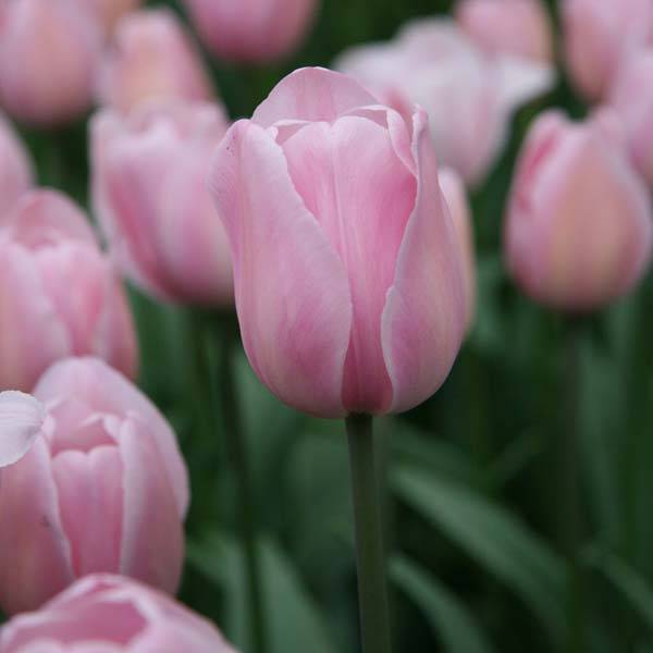 Promesse de Fleurs - Tulipe Triomphe Rosalie Bulbe calibre 11+ (par 10)