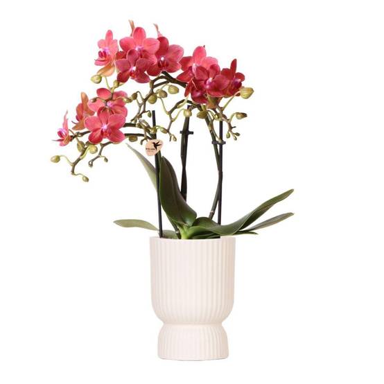 Orchidée Phalaenopsis Congo rouge et son pot- La Green Touch Diabolo - Hauteur 35cm - Image 1