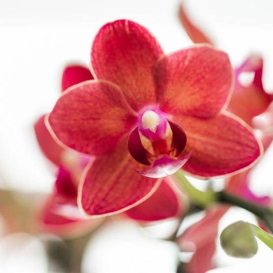 Orchidée Phalaenopsis Congo rouge et son pot- La Green Touch Diabolo - Hauteur 35cm - Image 4