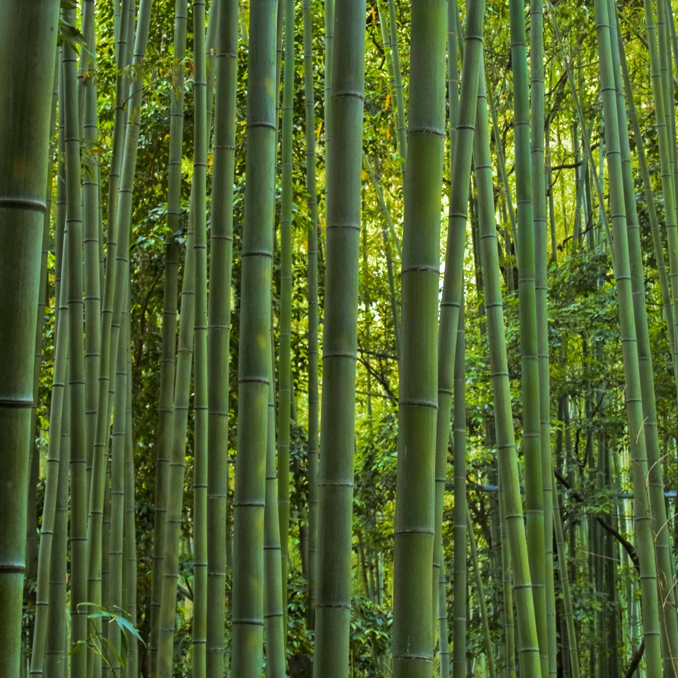 Phyllostachys vivax MacClure (type) - Bambou géant Pot de 4L/5L