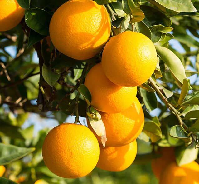 0 - Citrus clementina var.nova (précoce gros fruit sucré) Pot de 9 litres -140/160 cm - Image 2