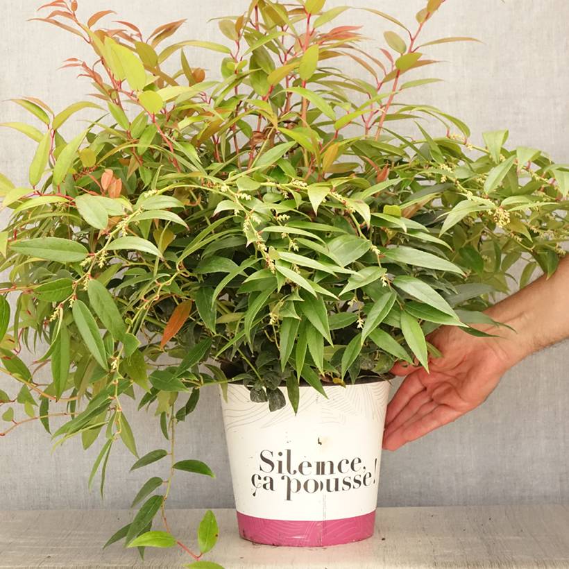 Leucothoe walteri Royal Ruby Pot de 2L/3L - Image 2