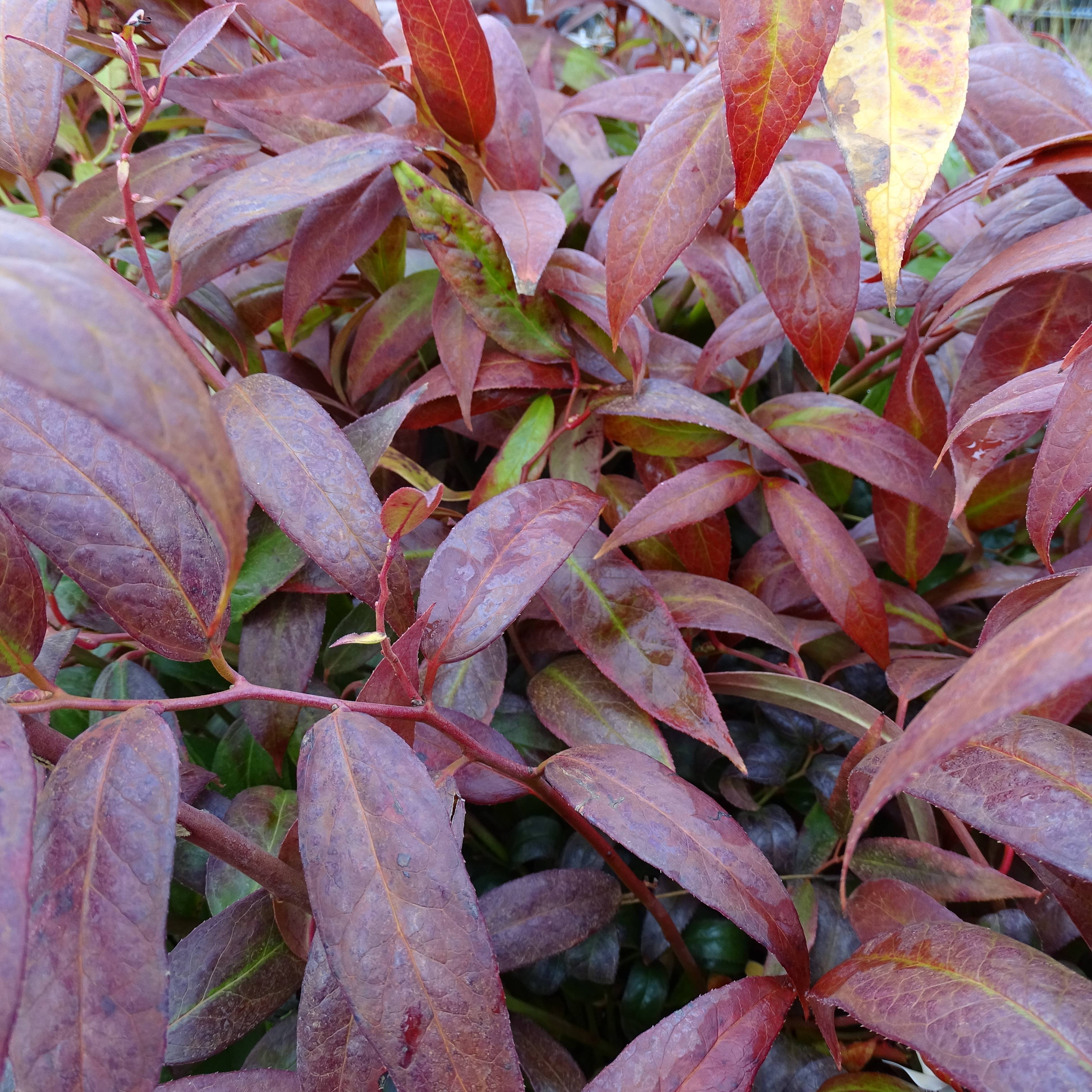 Leucothoe walteri Royal Ruby Pot de 2L/3L - Image 1