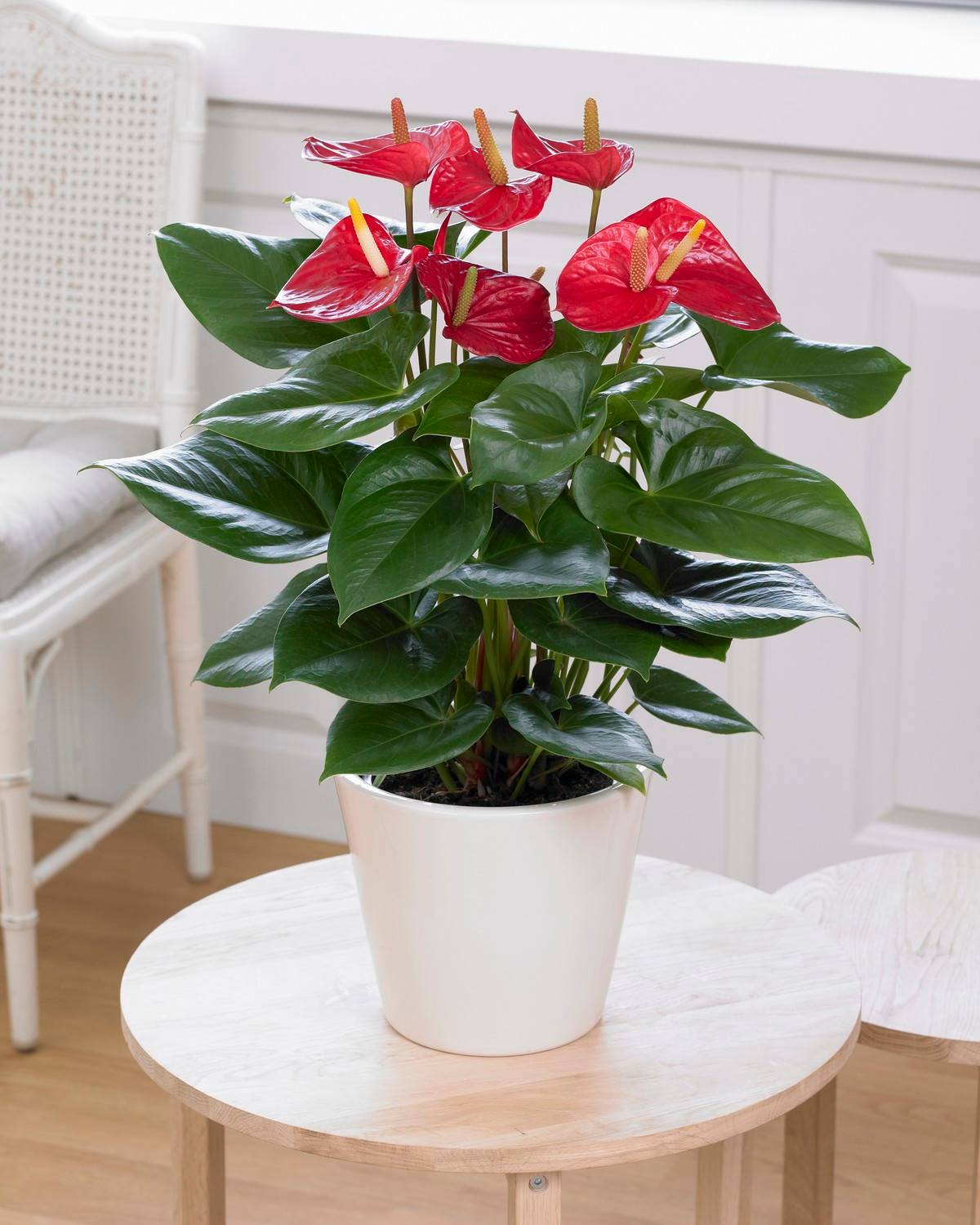 Gardenersdream - Anthurium Rouge Langue De Feu Plante D’Intérieur Colorée À Fleurs | En Pot 13 Cm - GardenersDream - Image 1