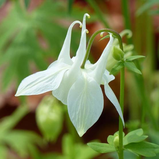 Ancolie - Aquilegia vulgaris Munstead White Godet de 8/9 cm