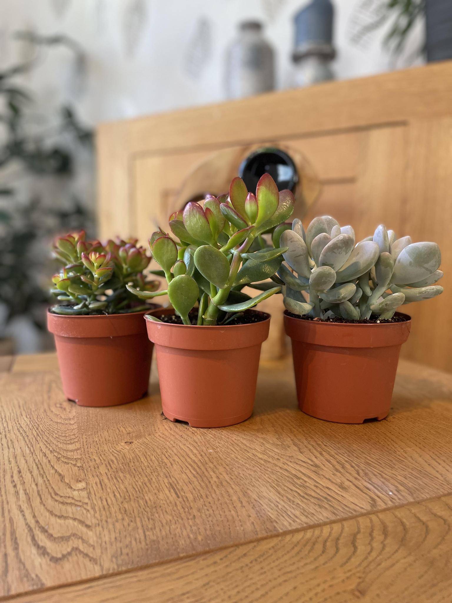 Trio de Succulentes Variées- La Green Touch - Image 2