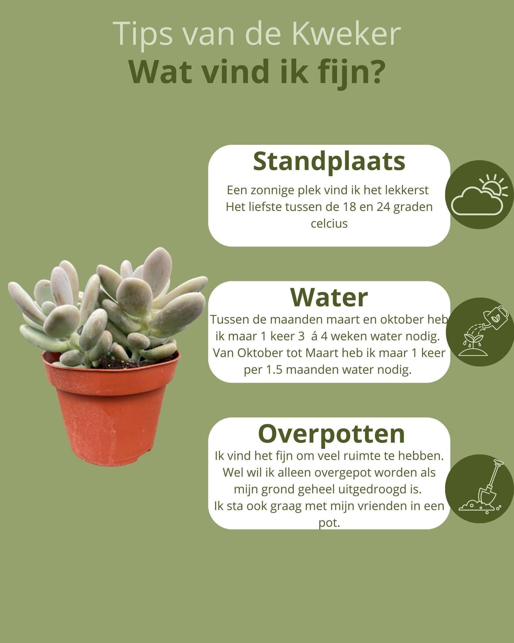 Trio de Succulentes Variées- La Green Touch - Image 5