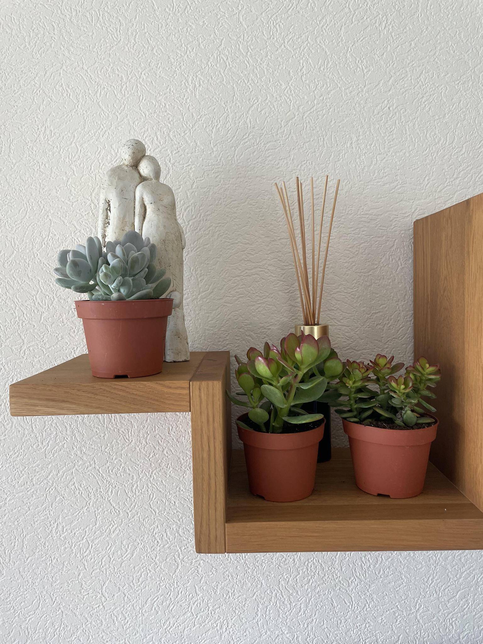 Trio de Succulentes Variées- La Green Touch - Image 3
