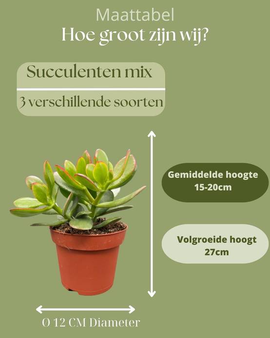 Trio de Succulentes Variées- La Green Touch - Image 4