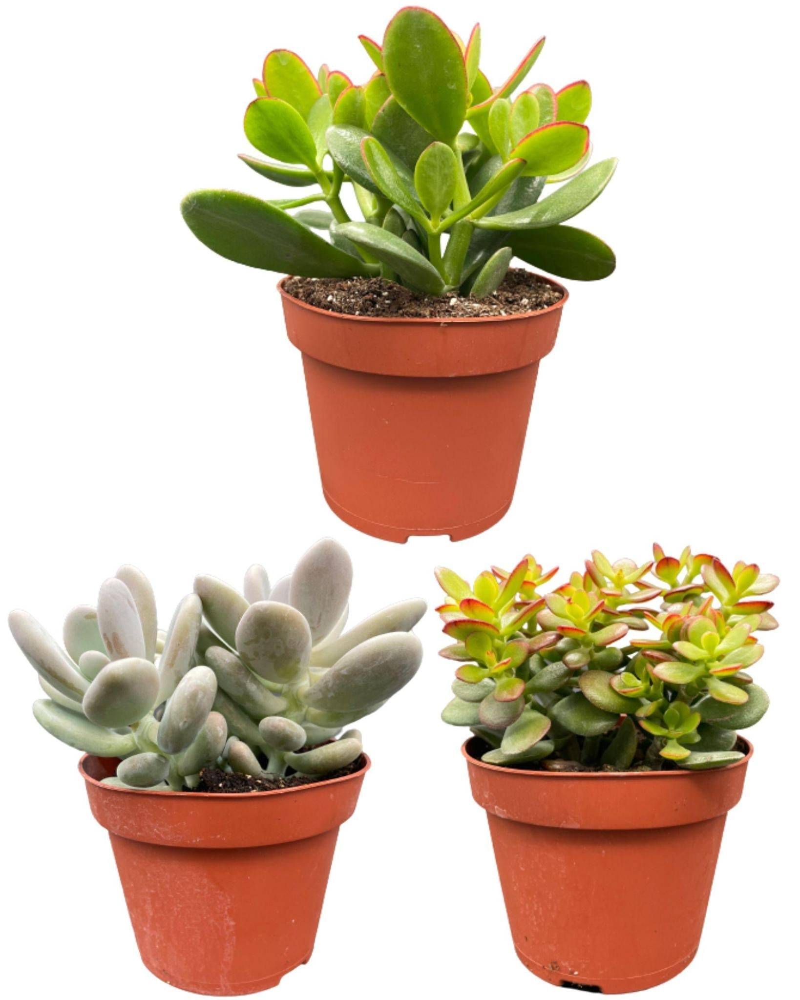 Trio de Succulentes Variées- La Green Touch - Image 1