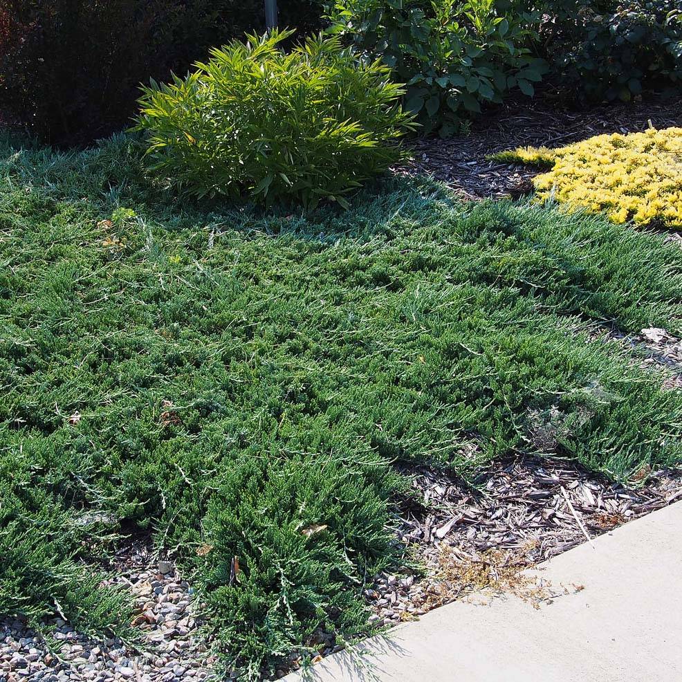 Genévrier rampant - Juniperus horizontalis Wiltonii Pot de 7,5L/10L - Image 1