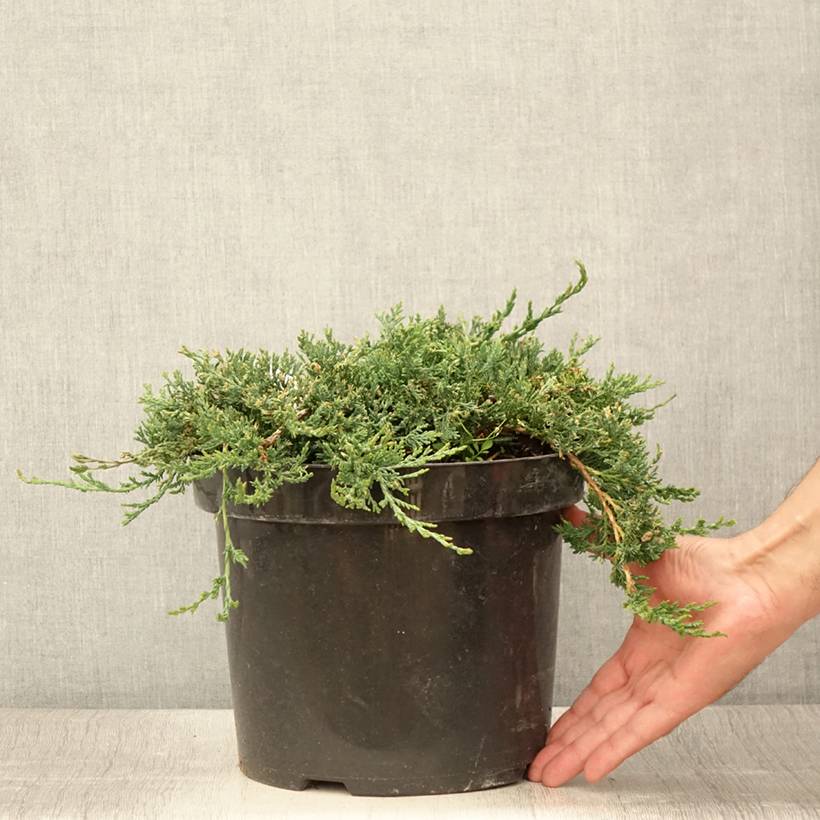 Genévrier rampant - Juniperus horizontalis Wiltonii Pot de 7,5L/10L - Image 2