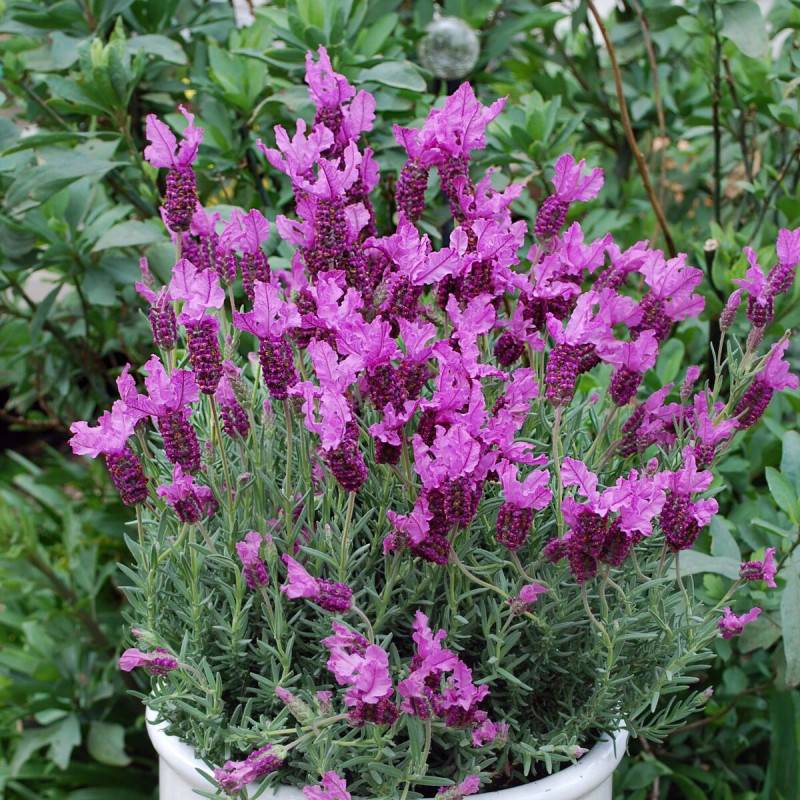 Lavande papillon The Princess® Lavender 'IB910-2' à fleurs Rose/ - feuillage Persistant - Godet - 5/20 cm - Image 5