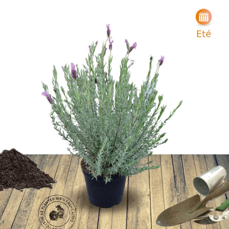 Lavande papillon The Princess® Lavender 'IB910-2' à fleurs Rose/ - feuillage Persistant - Godet - 5/20 cm - Image 8