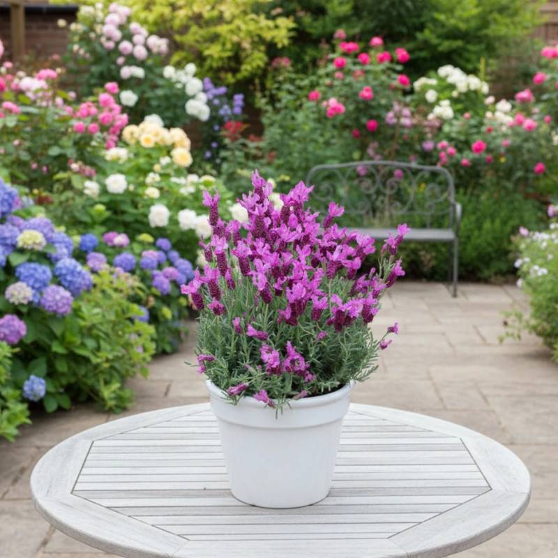 Lavande papillon The Princess® Lavender 'IB910-2' à fleurs Rose/ - feuillage Persistant - Godet - 5/20 cm - Image 4