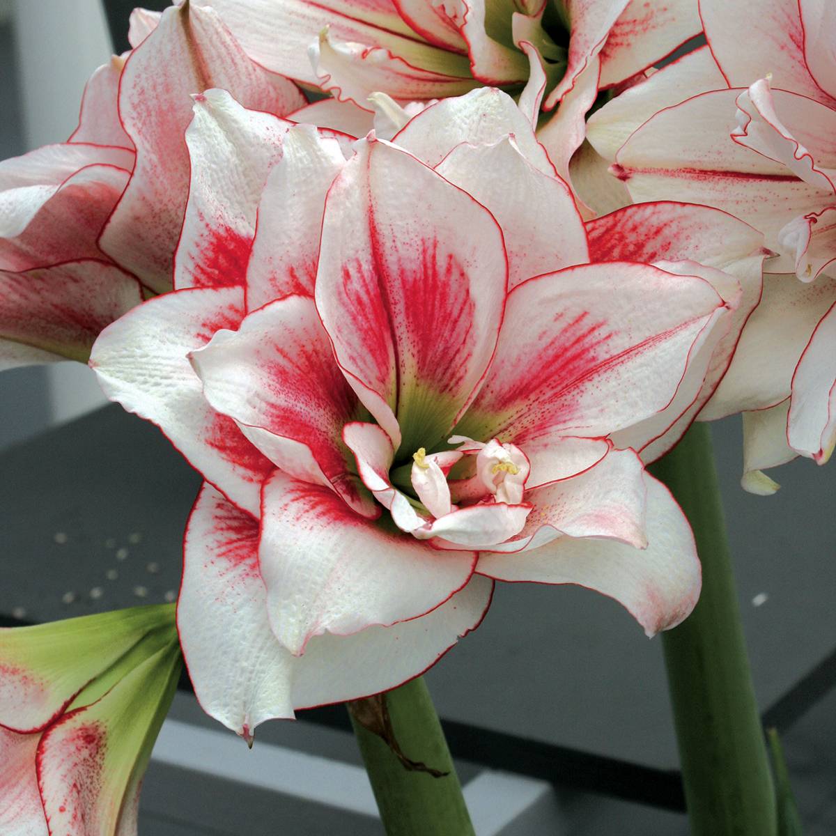 Promesse de Fleurs - Amaryllis double Elvas Bulbe calibre 26/28 - Image 1