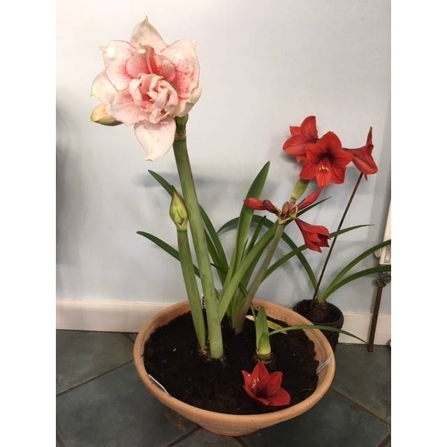 Promesse de Fleurs - Amaryllis double Elvas Bulbe calibre 26/28 - Image 3