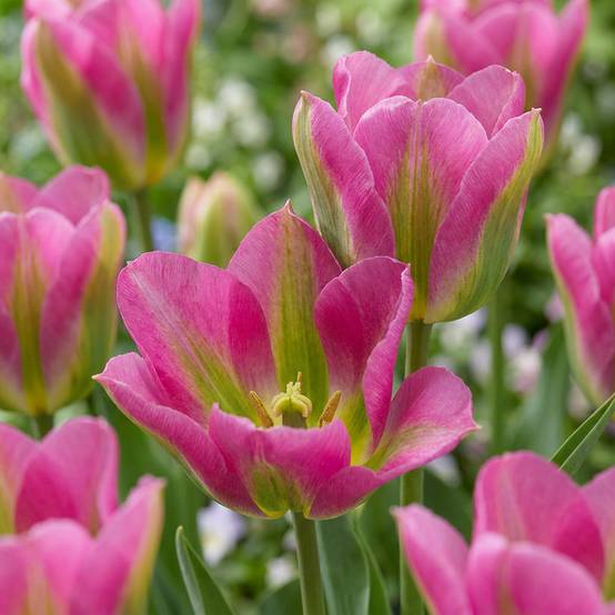 La Green Touch - Tulipe Strawberry Lemonade en mélange - 24 bulbes - Image 1