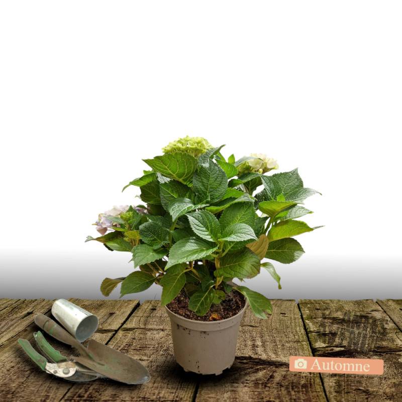 Hortensia YOU&ME® Miss Saori 'H2002', Hydrangea macrophylla à fleurs Rouge - feuillage Caduc - Pot de 4L - 40/60 cm- hauteur à maturité De 1,00 m à 1 - Image 2