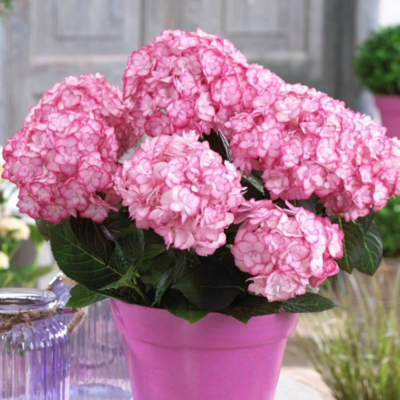 Hortensia YOU&ME® Miss Saori 'H2002', Hydrangea macrophylla à fleurs Rouge - feuillage Caduc - Pot de 4L - 40/60 cm- hauteur à maturité De 1,00 m à 1 - Image 1
