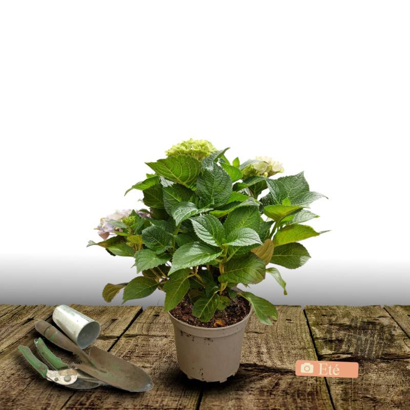 Hortensia YOU&ME® Miss Saori 'H2002', Hydrangea macrophylla à fleurs Rouge - feuillage Caduc - Pot de 4L - 40/60 cm- hauteur à maturité De 1,00 m à 1 - Image 3
