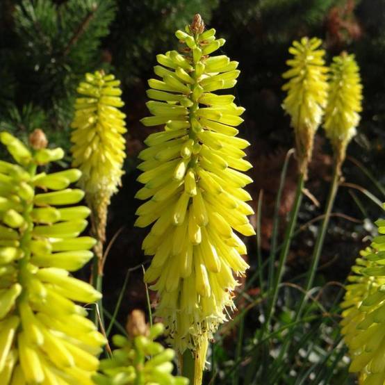 Kniphofia, Tison de Satan Lemon Popsicle® à fleurs Jaune - feuillage Caduc - Pot de 4L - 40/60 cm- hauteur à maturité De 0,50 m à 1,00 m - Image 1