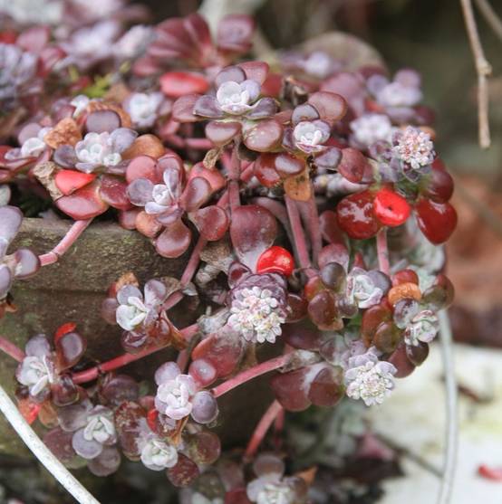 Sedum spathulifolium Purpureum - Orpin Godet de 8/9 cm