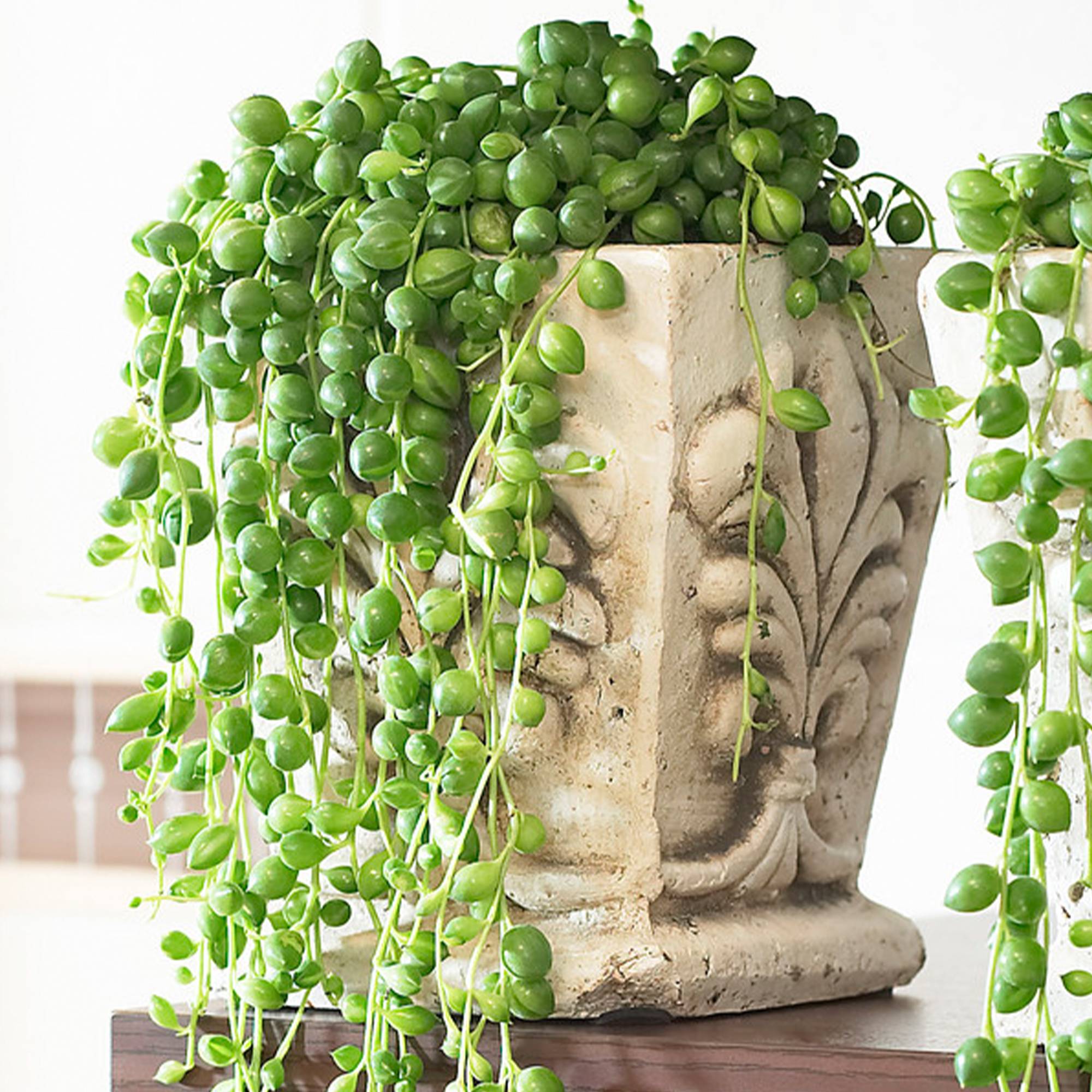 Gardenersdream - Senecio Rowleyanus – Collier De Perles | Vente De Plantes D’Intérieur | 20-30 Cm De Hauteur, En Pot - GardenersDream - Image 1