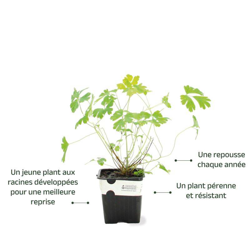 3 Ancolies 'Blue Star' (Aquilegia 'Blue Star') - Lot de 3 vivaces - Pépinières Naudet - Image 3
