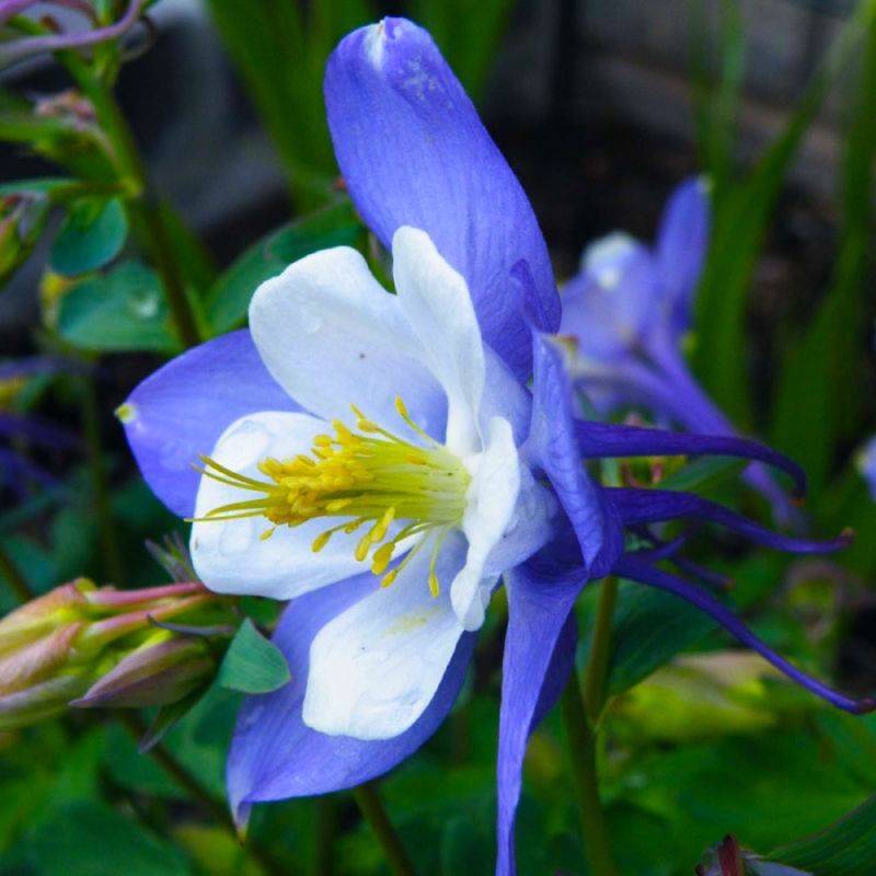 3 Ancolies 'Blue Star' (Aquilegia 'Blue Star') - Lot de 3 vivaces - Pépinières Naudet - Image 1