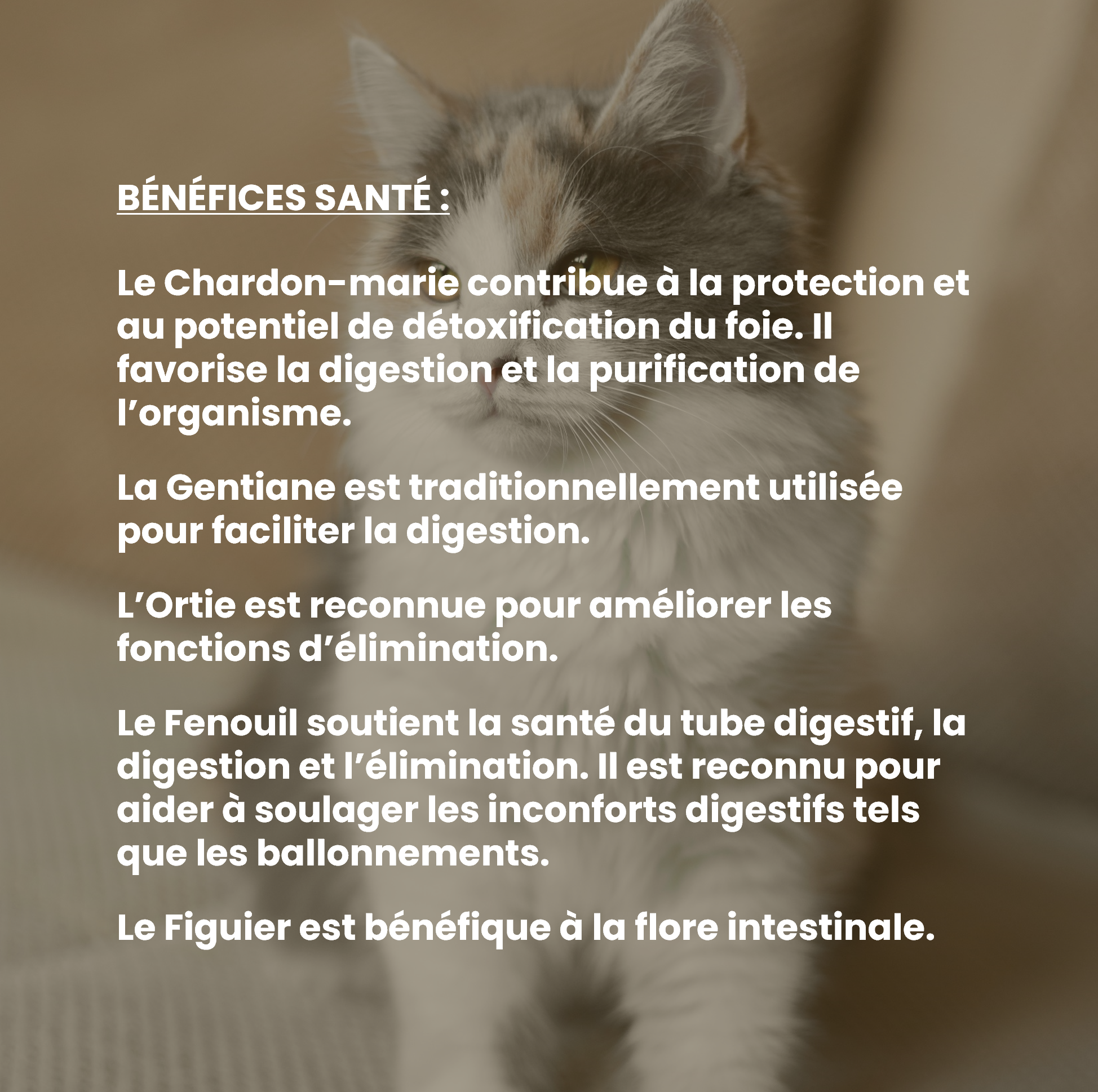 Complément alimentaire vétérinaire - Transit (digestion) chat 50 mL - VetyVert - Image 4