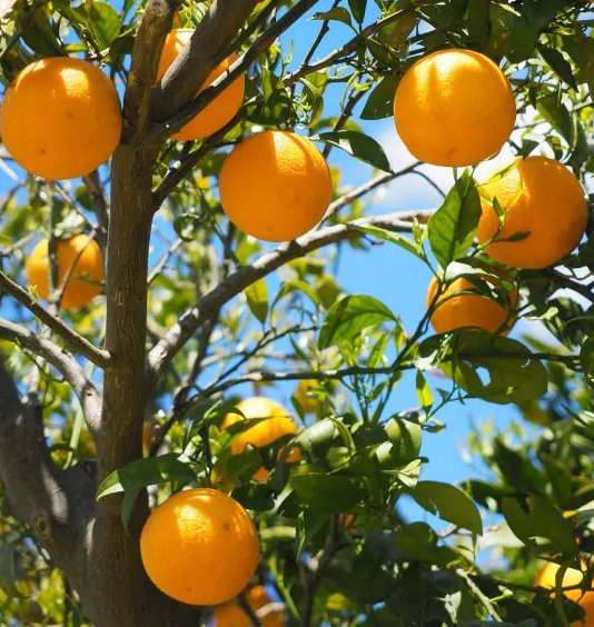 0 - Citrus sinensis var.Lanelate (orange grand fruit bien équilibré) Pot de 9 litres -140/160 cm - Image 1