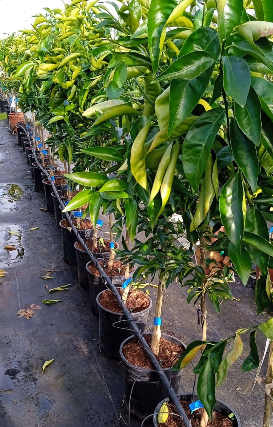 0 - Citrus sinensis var.Lanelate (orange grand fruit bien équilibré) Pot de 9 litres -140/160 cm - Image 2