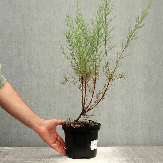 Tamaris ramosissima Rubra - Tamaris d'été Pot de 3L/4L - Image 2