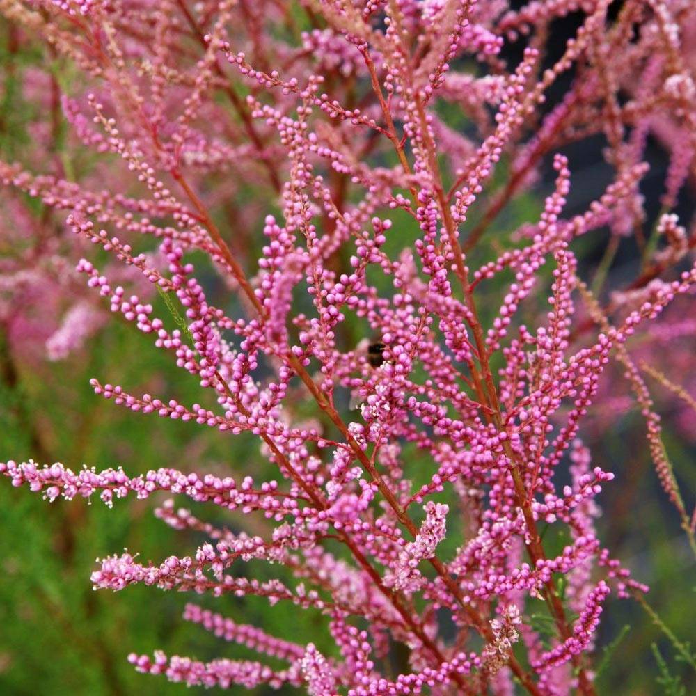 Tamaris ramosissima Rubra - Tamaris d'été Pot de 3L/4L - Image 1