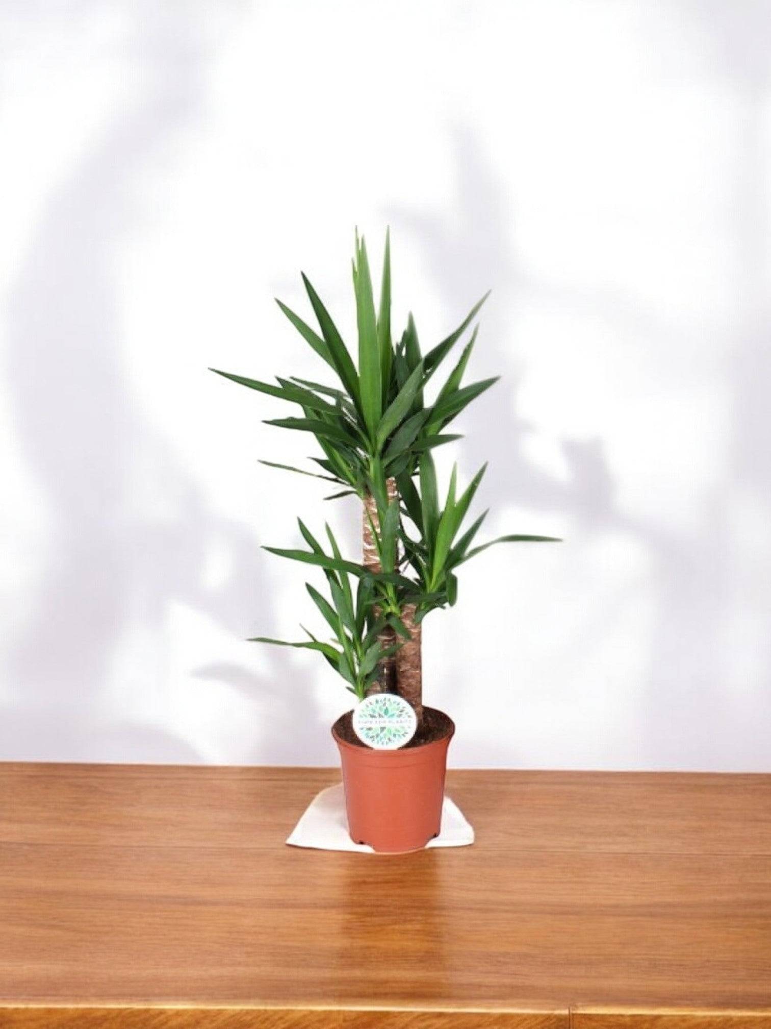 La Green Touch - Yucca Elephantipes 90cm - Plante d'intérieur- La Green Touch - Image 2
