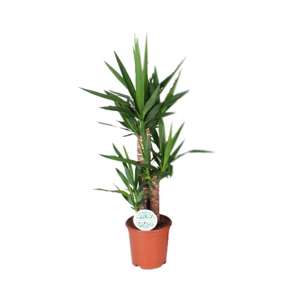 La Green Touch - Yucca Elephantipes 90cm - Plante d'intérieur- La Green Touch - Image 3