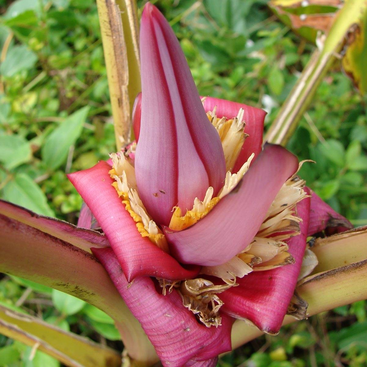 Promesse de Fleurs - Bananier à fleurs roses - Musa velutina Pot de 12L/15L - Image 1