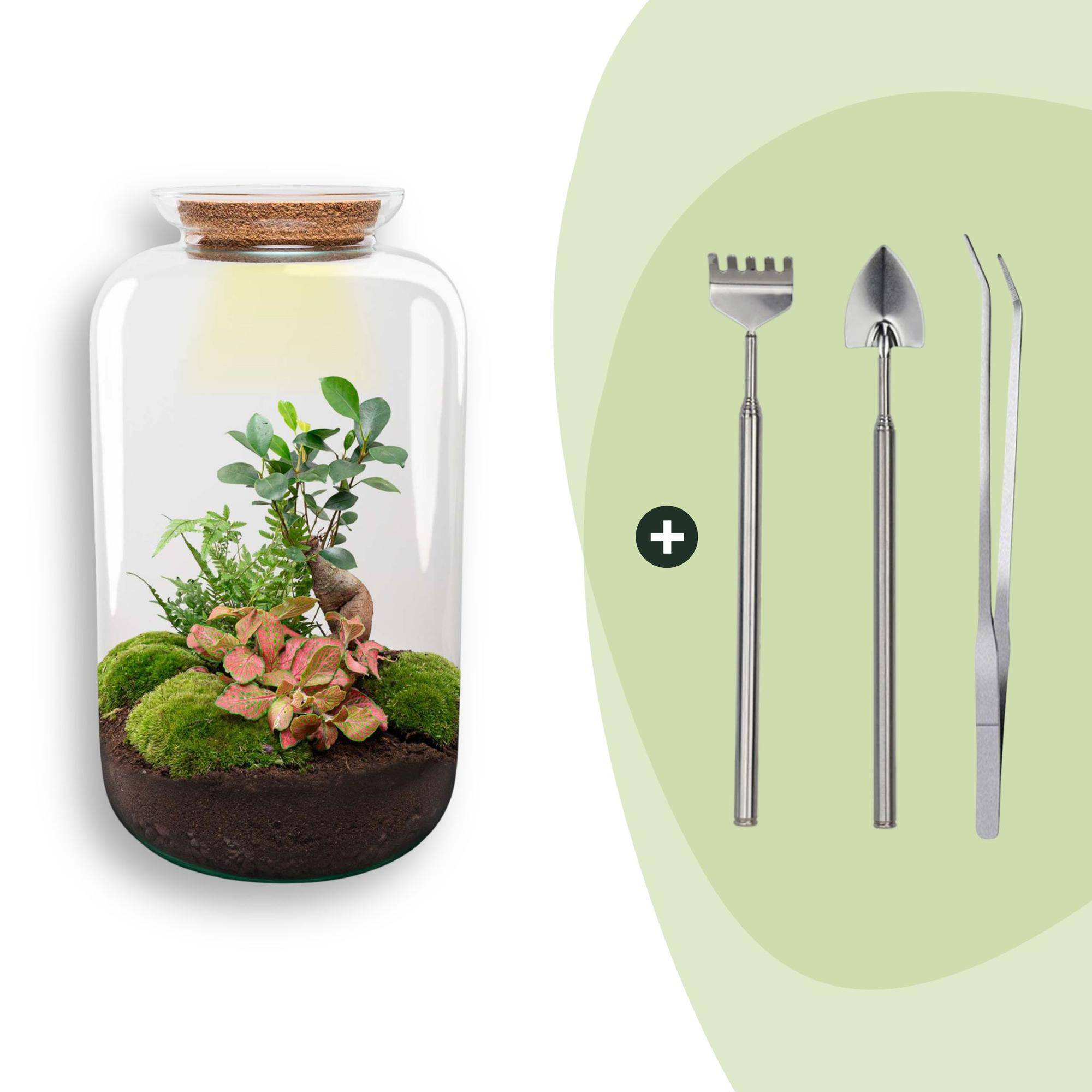 Terrarium à composer bouteille en verre recyclé - Ø23-H43cm - avec râteau, pelle et pince - Ficus Ginseng - Terrarium DIY - Image 1