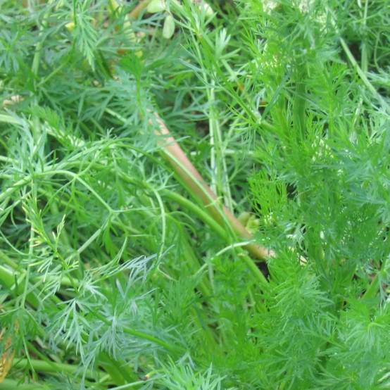 Cumin des près, Carvi - Sans traitement - Godet - 5/20 cm
