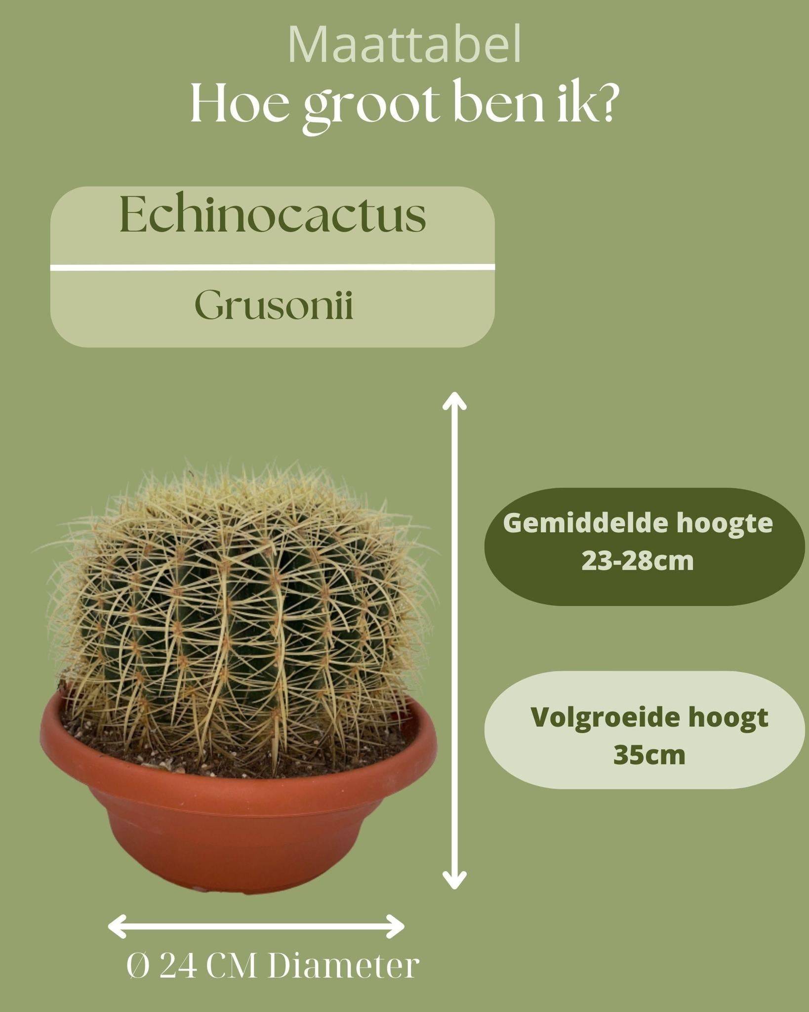 Cactus Echinocactus Grusonii en Pot- La Green Touch - Image 4