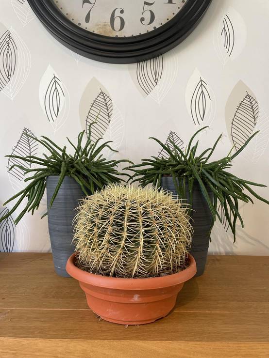 Cactus Echinocactus Grusonii en Pot- La Green Touch - Image 2